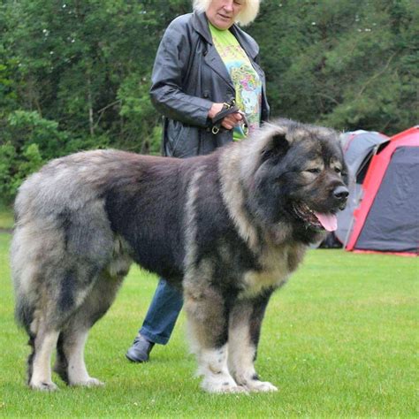 caucasian shepherd dog breeders.